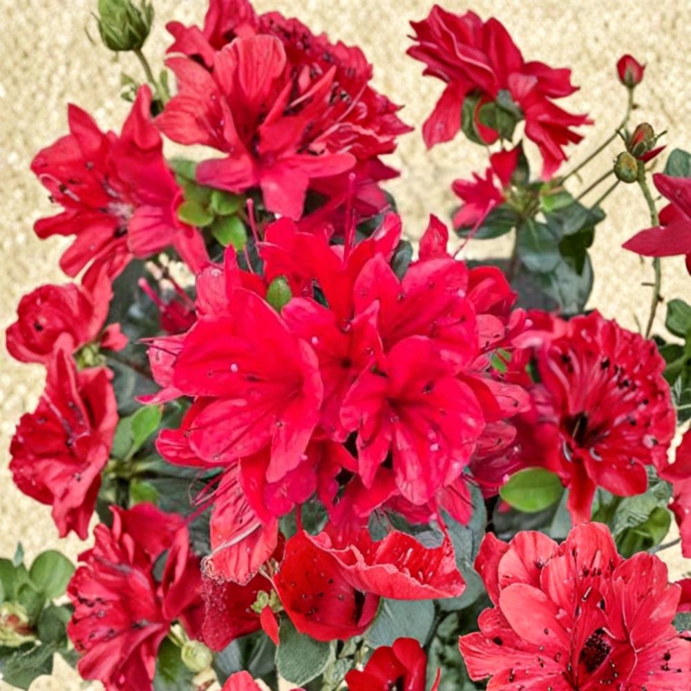Azalea ‘Hino Sunrise’ Live Plant – Bright Orange Spring Blooms, Compact Semi-Evergreen Shrub for Gardens & Containers