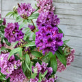 Rhododendron ‘Purple Splendour’ Live Evergreen Shrub with Dark Purple Blooms and Blotch, Hardy Landscape Plant