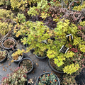 Dwarf Weeping Japanese Maple Tree | Acer palmatum ‘Dragon King’ | Red Foliage | Container Plant