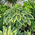 Drop-dead Gorgeous Variegated Hosta Live Bare Root Plant | Wavy Foliage Shade Perennial, Scientific Name: Hosta 'Drop-dead Gorgeous'