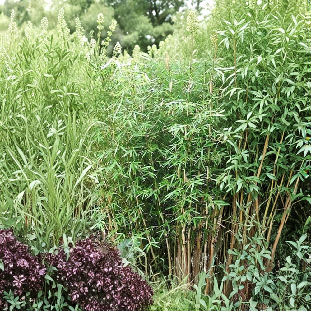 Fargesia Scabrida Bamboo – Live 1 Gallon Clumping Evergreen Ornamental Plant for Privacy and Landscape Design