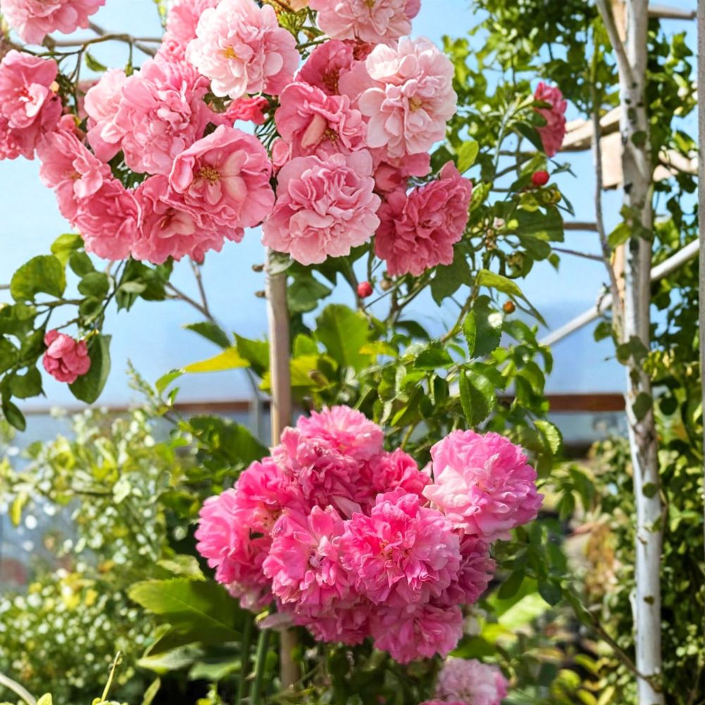 Climbing Rose Plant Seven Sisters Pink Fragrant Heirloom Rosa multiflora Nursery Pot