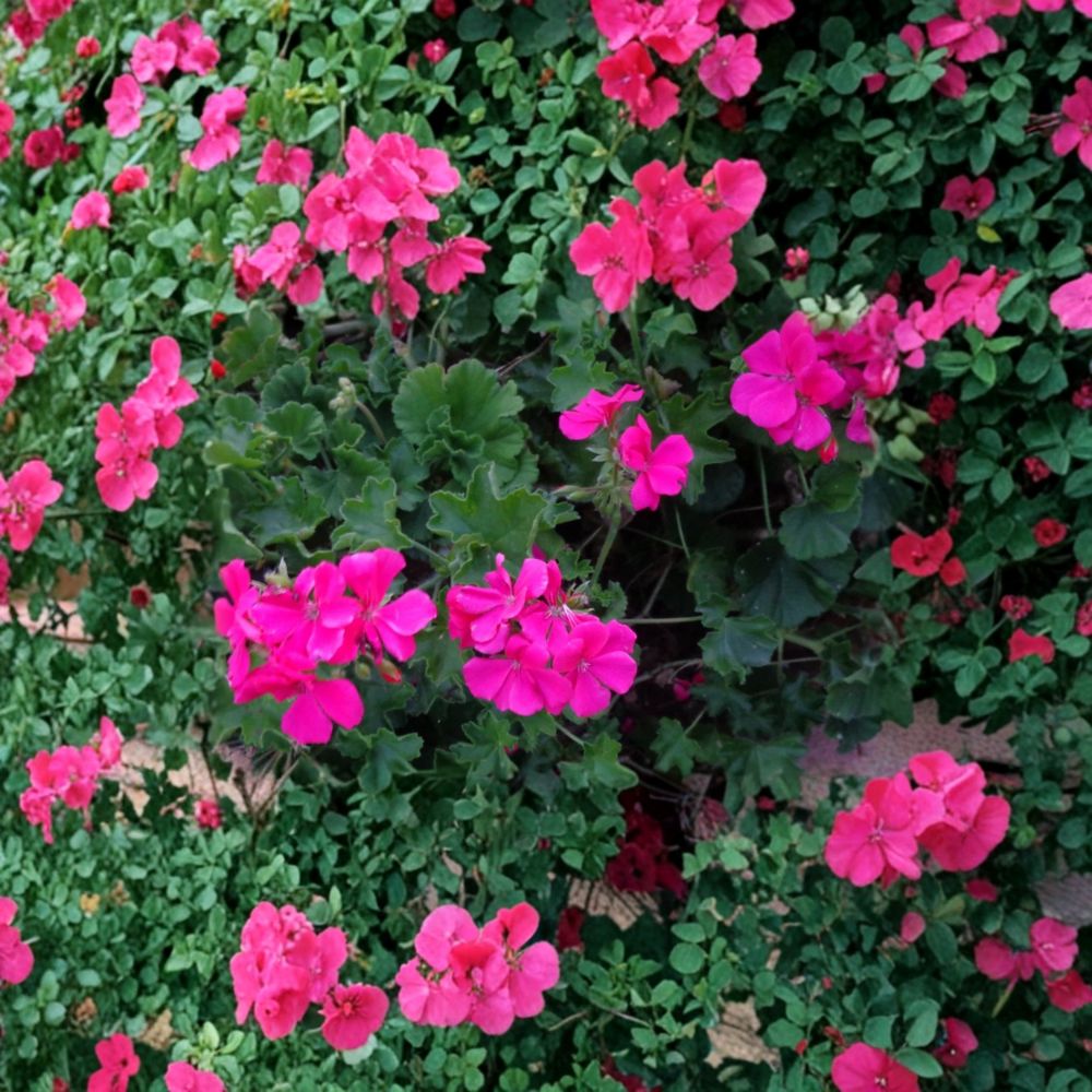 Bright Pink Ivy Geranium Cuttings – Pelargonium peltatum, Salmon Pink Blooms, Trailing Hanging Basket Plant, 3 Live 6-Inch Unrooted Cuttings