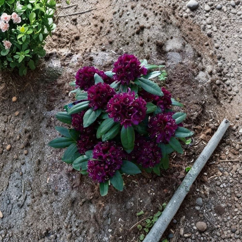 Rhododendron ‘Polarnacht’ Live Evergreen Shrub, Deep Purple Blooms, Cold Hardy, Compact Plant for Shade & Borders