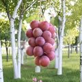 Queen Nina Grape Vine – Live Grafted Bare Root Japanese Sweet Table Grape, Thin Skin, Juicy Fruit, 16–18 Inches