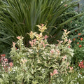 Osmanthus heterophyllus ‘Goshiki’ Variegated Evergreen Shrub, Multicolor Foliage, Container Grown False Holly
