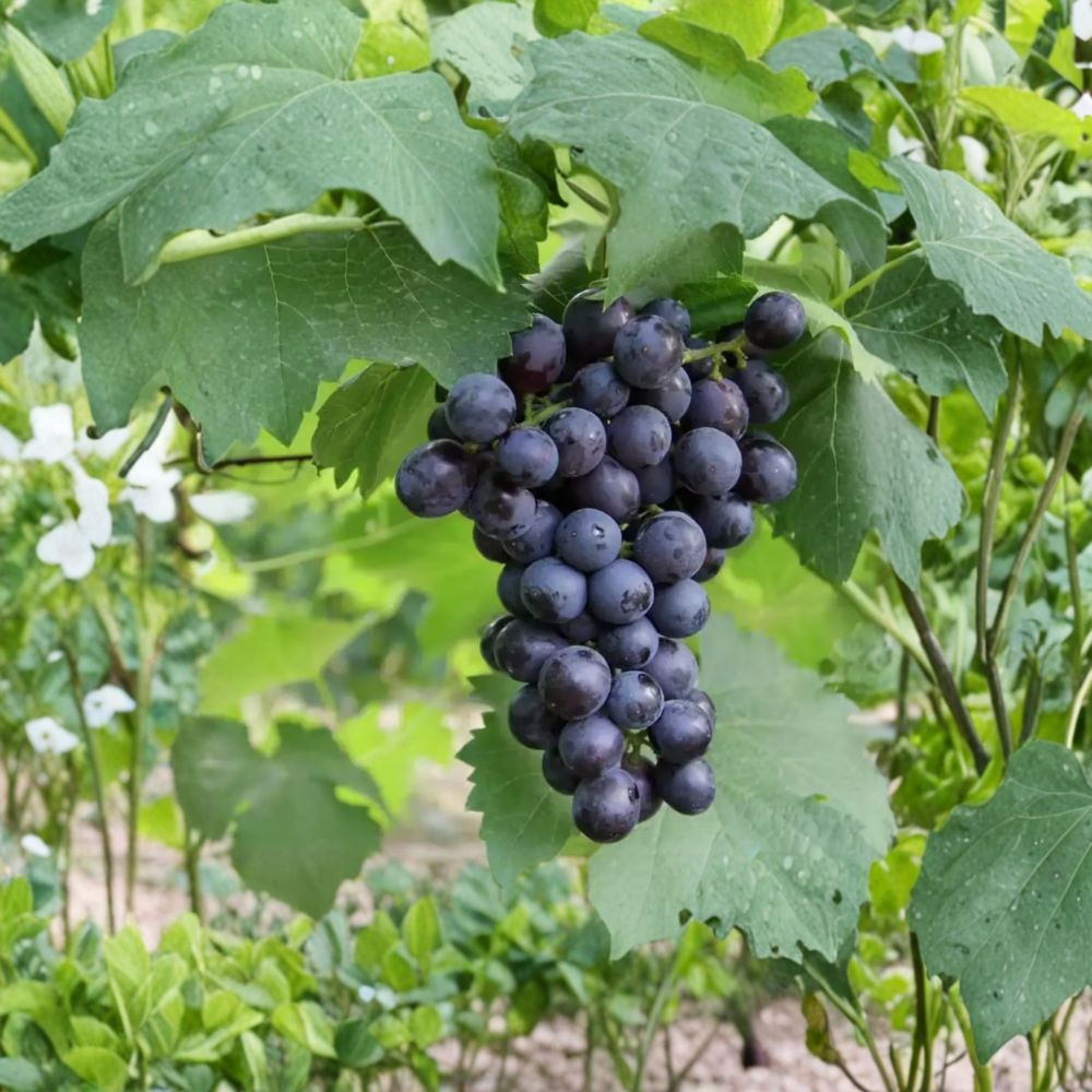 Summer Black Seedless Grape Vine – Live Bare Root Vitis vinifera, Sweet Black Fruit, 16–20 Inches