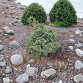 Dwarf Hinoki Cypress Live Plant | Variegated Evergreen Conifer | Chamaecyparis obtusa ‘Mariesii’ Container Grown