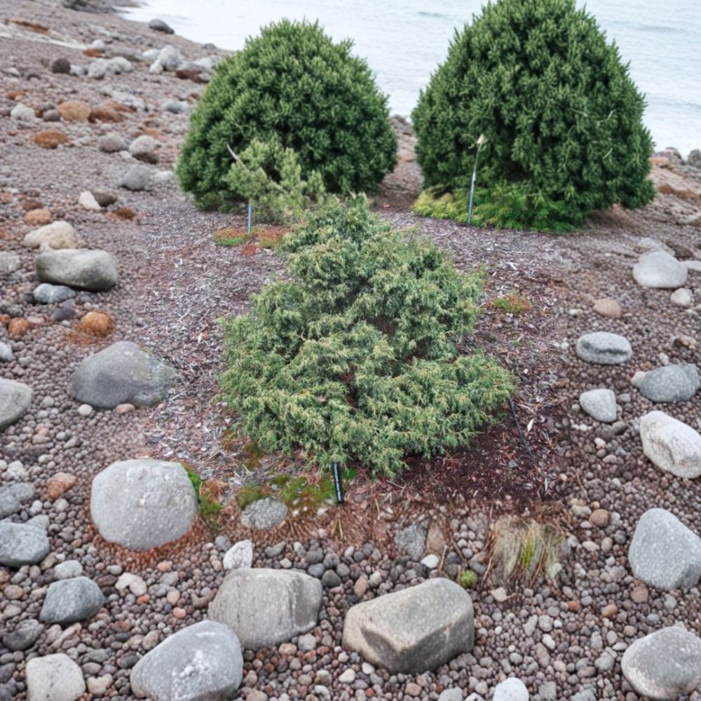 Dwarf Hinoki Cypress Live Plant | Variegated Evergreen Conifer | Chamaecyparis obtusa ‘Mariesii’ Container Grown