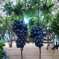 Purple Seedless Grape Vine – Live Grafted Bare Root Plant, Sweet Purple Red, Crisp Table Grape, Vitis vinifera