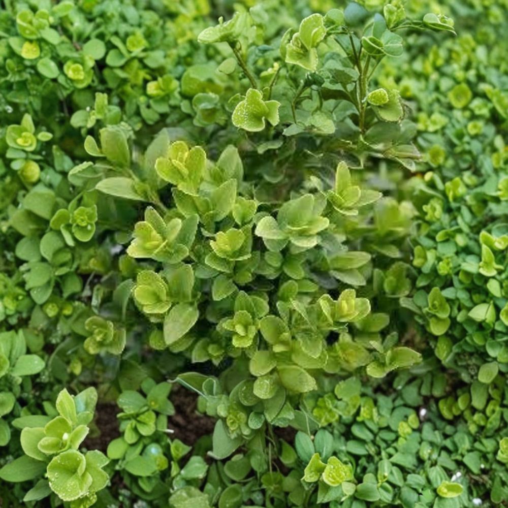 Buxus Green Velvet Live Evergreen Boxwood Shrub | Compact Hardy Hedge Plant | Container Grown