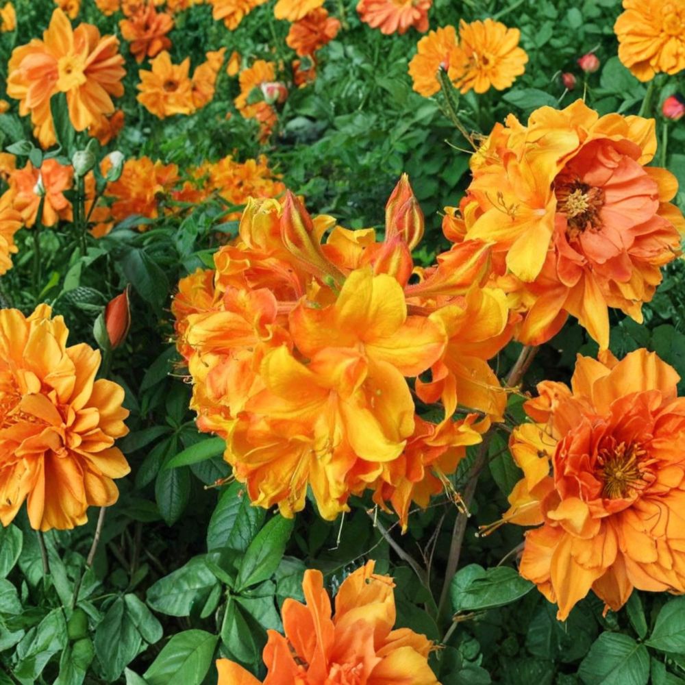 Klondyke Azalea Live Flowering Shrub 2 Gallon Pot Golden Yellow Blooms Rhododendron 'Klondyke'