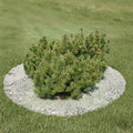 Dwarf Mugo Pine Live Plant | Compact Evergreen Shrub | Hardy Pinus mugo ‘Pumilio’ | Container Grown