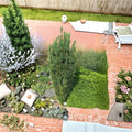 Columnar Plum Yew Live Evergreen Shrub 4-Inch Pot Cephalotaxus harringtonia Fastigiata Deer Resistant Shade Tolerant Plant