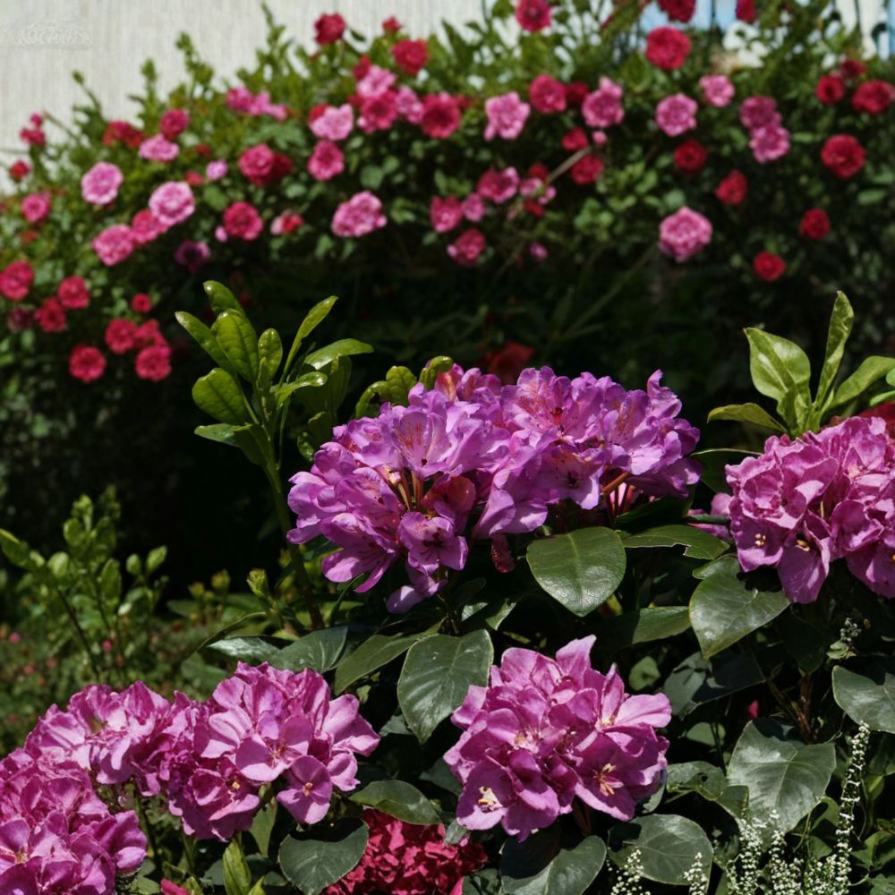 Rhododendron ‘Daphnoides’ Live Evergreen Shrub with Purple Blooms, Cold Hardy Landscape Plant, #2 Container Grown