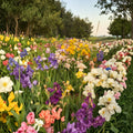 Wholesale Bearded Iris Rhizome Pack – 50 Live Mixed Colors, Hardy Perennial Flower Bulbs, Garden Border, Iris germanica hybrids