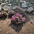 Spiraea Poprocks® Petite ‘Odessa’ Live Shrub, Reblooming Pink Drought Tolerant Ornamental Plant, Container Grown #3