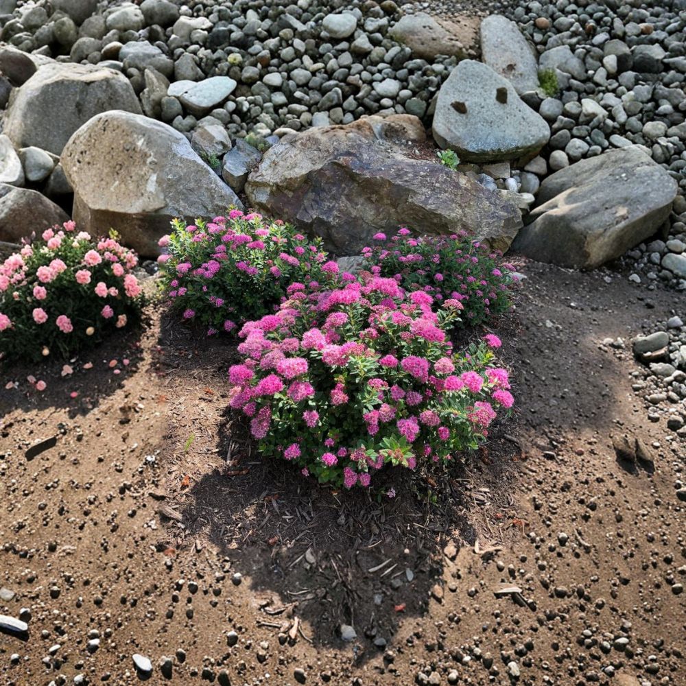Spiraea Poprocks® Petite ‘Odessa’ Live Shrub, Reblooming Pink Drought Tolerant Ornamental Plant, Container Grown #3