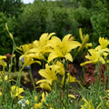 Hyperion Daylily Bare Root Plants – Fragrant Yellow Perennial Flower, Hardy Hemerocallis, 3 Live Plants