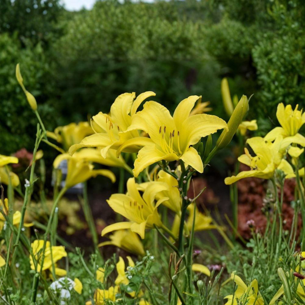 Hyperion Daylily Bare Root Plants – Fragrant Yellow Perennial Flower, Hardy Hemerocallis, 3 Live Plants