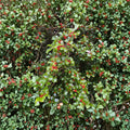 Live American Holly Shrub Quart Pot Ilex opaca ‘Old Heavy Berry’ with Red Berries, Evergreen Landscape Holly Plant