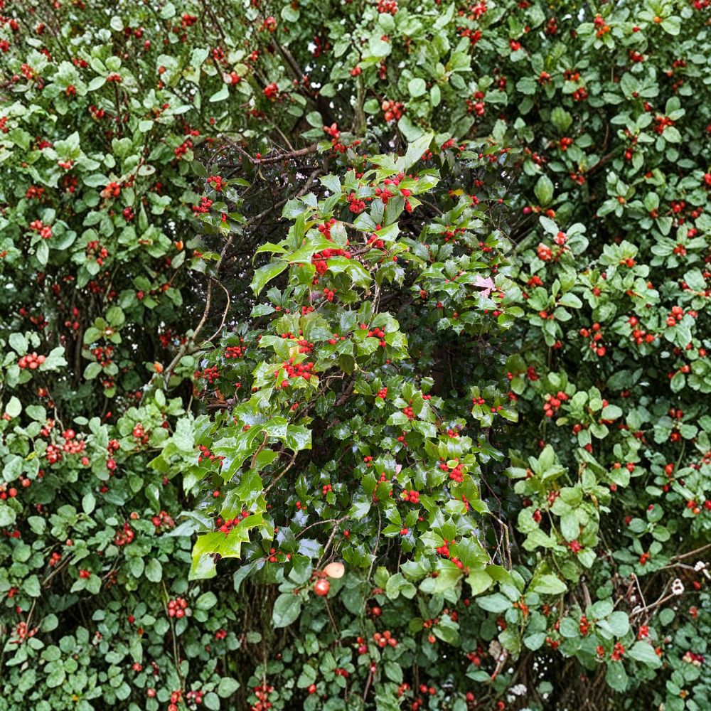 Live American Holly Shrub Quart Pot Ilex opaca ‘Old Heavy Berry’ with Red Berries, Evergreen Landscape Holly Plant
