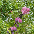 French Improved Prune Tree – Live Self-Fertile Fruit Tree in Nursery Pot | Prunus domestica | 3 Feet Tall European Plum
