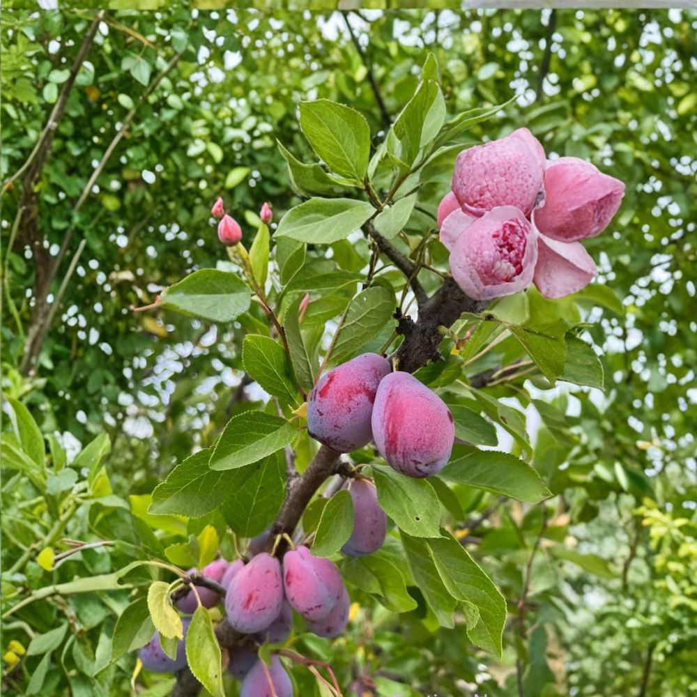 French Improved Prune Tree – Live Self-Fertile Fruit Tree in Nursery Pot | Prunus domestica | 3 Feet Tall European Plum
