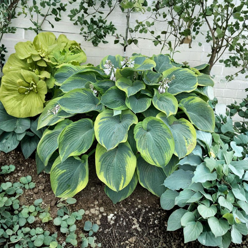 Terms of Endearment Hosta – Live Bare Root Plant, Blue-Green Variegated Shade Perennial with Yellow Margins