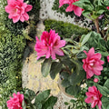Rhododendron ‘Todmorden’ Evergreen Shrub | Large Pink Spring Blooms | #3 Container Plant | Cold Hardy Garden Plant