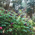 Ohio Treasure Black Raspberry Live Rooted Plant | Everbearing Cane Berry | Rubus occidentalis | Zones 3-8