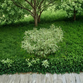 Elegantissima Red Twig Dogwood Live Shrub in 4 Inch Pot, Variegated Foliage with Red Winter Stems, Cornus alba