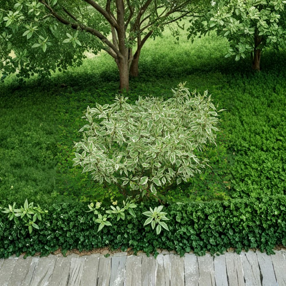 Elegantissima Red Twig Dogwood Live Shrub in 4 Inch Pot, Variegated Foliage with Red Winter Stems, Cornus alba