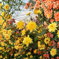 Yellow Ball Mum Plants – Perennial Chrysanthemum with Large Globe-Shaped Golden Blooms, Pollinator Friendly, 2 Pack