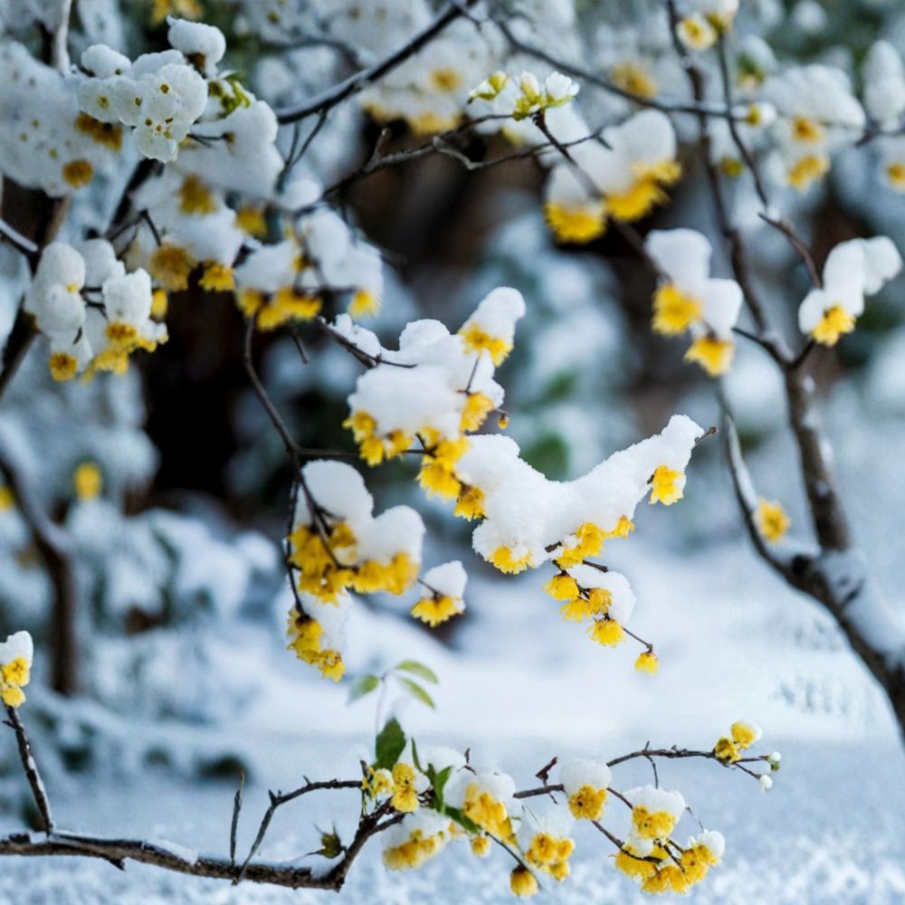 Wintersweet Tree Live Plant | Fragrant Winter Blooming Shrub | Chimonanthus praecox | Nursery Pot | Japanese Allspice Ice Flower