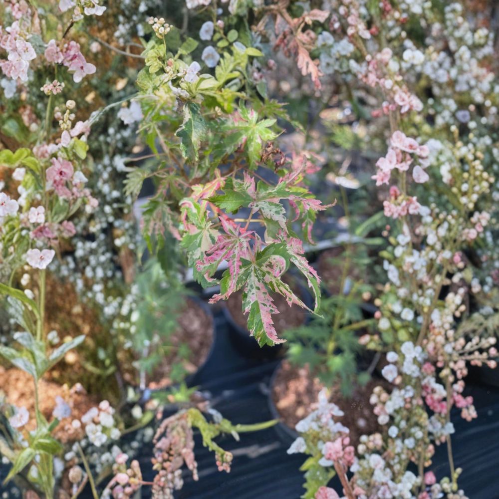Acer palmatum ‘Uzen Nishiki’ Live Tree – Variegated Japanese Maple, Pink White Purple Foliage, Collector Maple, #3 Container