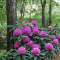 Rhododendron ‘English Roseum’ Live Evergreen Shrub | Pink Purple Blooms | Cold Hardy Garden Plant | Field Grown 12-15 Inches Wide