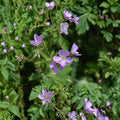 Wild Geranium Bare Roots 10 Pack | Native Shade Perennial Woodland Geranium maculatum