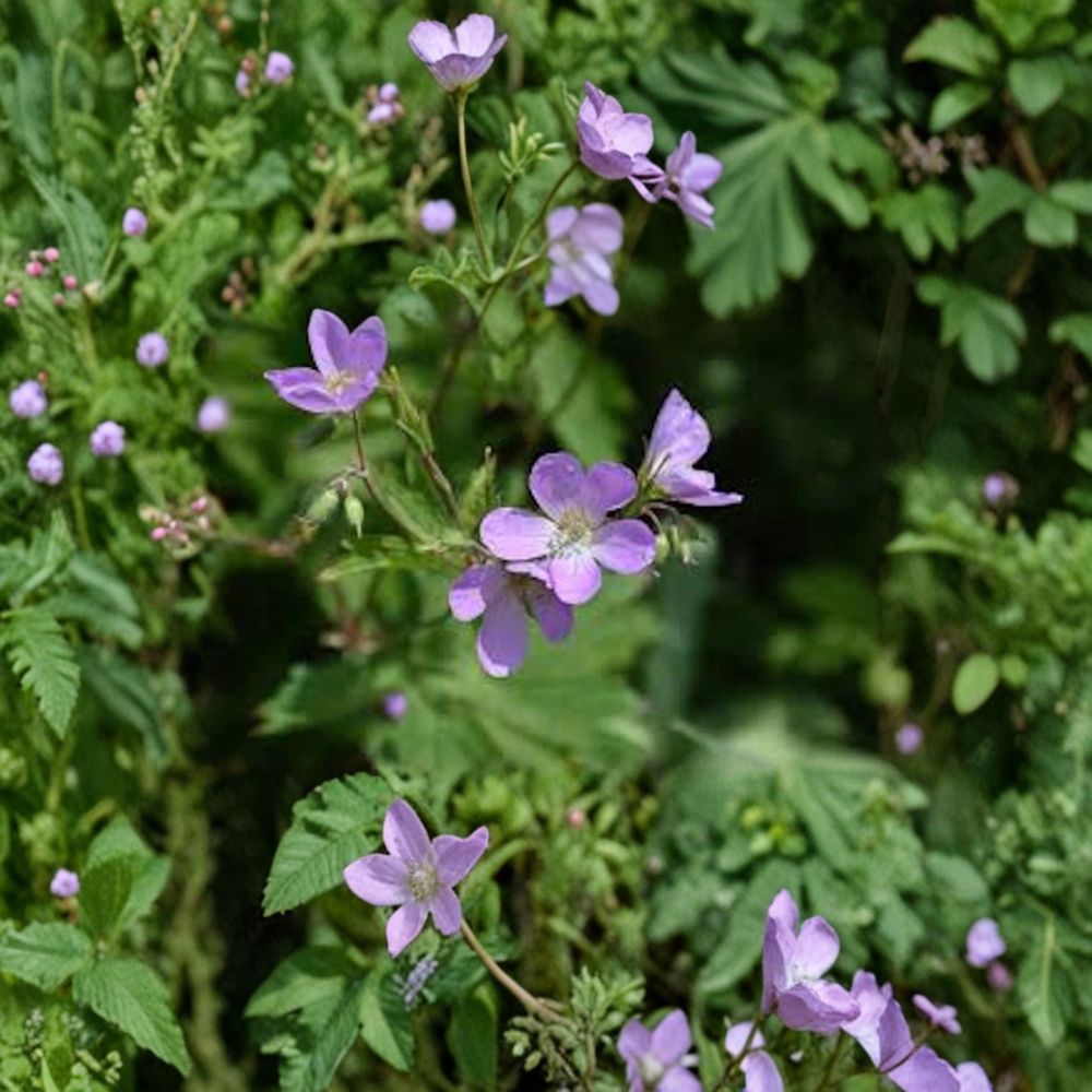Wild Geranium Bare Roots 10 Pack | Native Shade Perennial Woodland Geranium maculatum