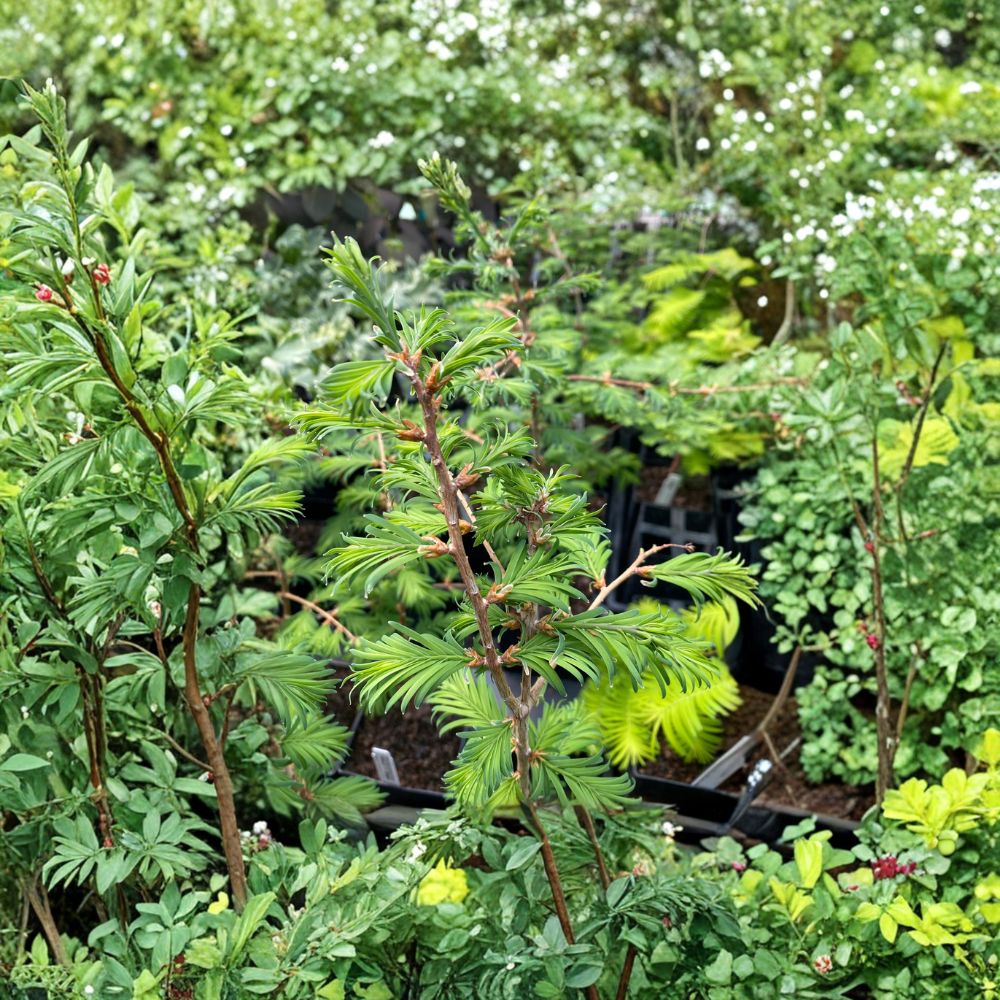 Dwarf Dawn Redwood Grafted Tree | 8 Inch Tall Metasequoia glyptostroboides | Compact Landscape Conifer