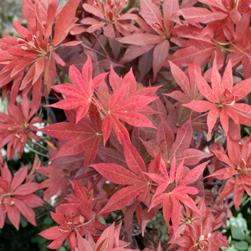 Acer palmatum Red Baron Live Japanese Maple Tree – Upright Red Foliage, Seasonal Color, Container Grown, Deciduous Ornamental Tree