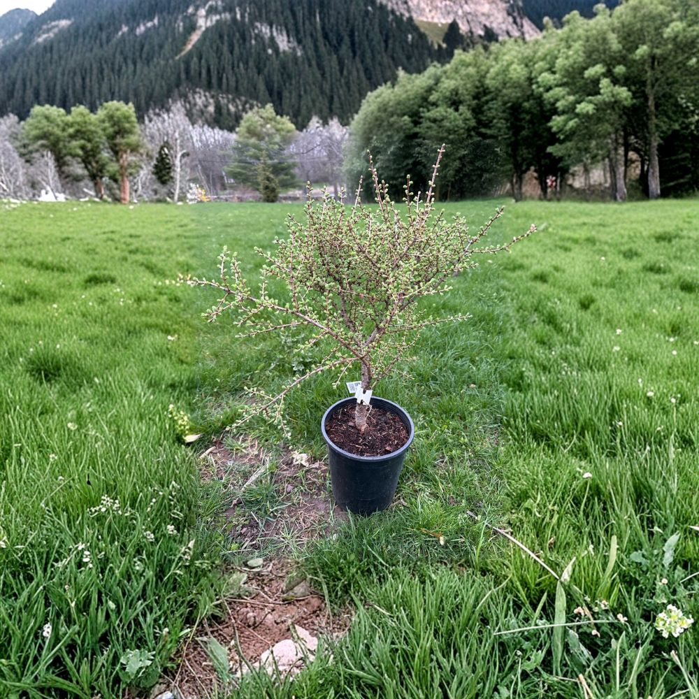 Blue Sparkler American Larch Live Deciduous Conifer 1-Gallon Larix laricina Small Landscape Tree
