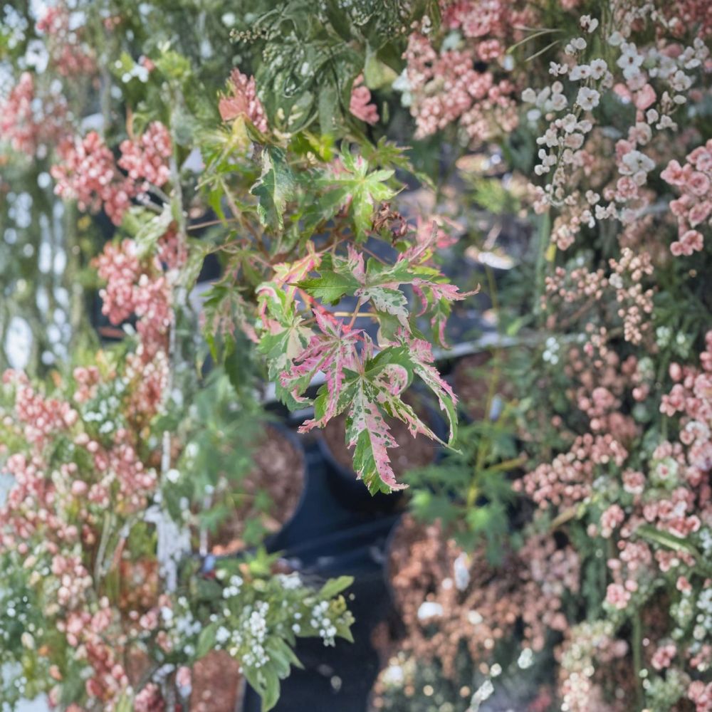 Acer palmatum ‘Uzen Nishiki’ Live Japanese Maple Tree – Variegated Pink & White Foliage Ornamental Plant