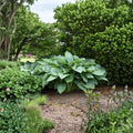 Empress Wu Hosta Live Perennial in 3-Inch Pot, Large Dark Green Foliage, Shade Garden Plant, Landscape Border, Scientific Name: Hosta ‘Empress Wu’