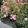 Rhododendron ‘Pink Snowflakes’ Live Evergreen Shrub, Compact Early Blooming White & Pink Flowers, Container Grown