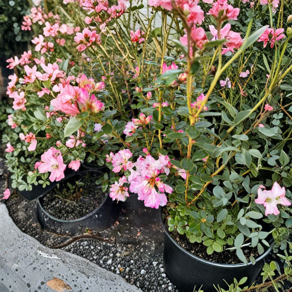 Rhododendron ‘Pink Snowflakes’ Live Evergreen Shrub, Compact Early Blooming White & Pink Flowers, Container Grown