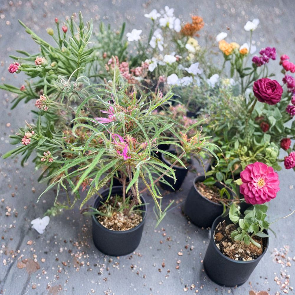 Rare Pink Spider Azalea Shrub | Rhododendron stenopetalum | Evergreen Container Plant for Shade Gardens