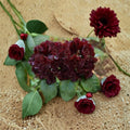 Rhododendron ‘Black Widow’ Evergreen Shrub | Dark Red Nearly Black Blooms | Hardy Flowering Plant | #2 Container Grown