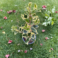Argentea Marginata English Holly Live Shrub 4-Inch Pot Variegated Evergreen Ilex aquifolium with Red Berries for Landscaping
