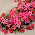 Azalea ‘Girard’s Rose’ Live Evergreen Shrub, Compact Pink Flowering Rhododendron, Cold Hardy Container Plant
